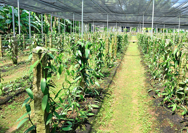 Tahitensis Vanilla Farm - Papua New Guinea