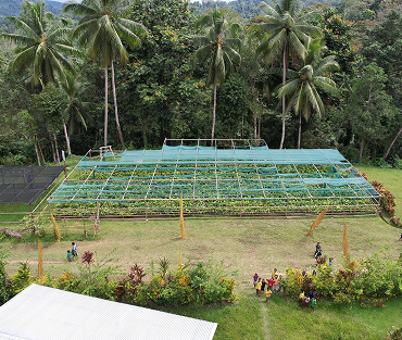 East Sepik Vanilla Farm